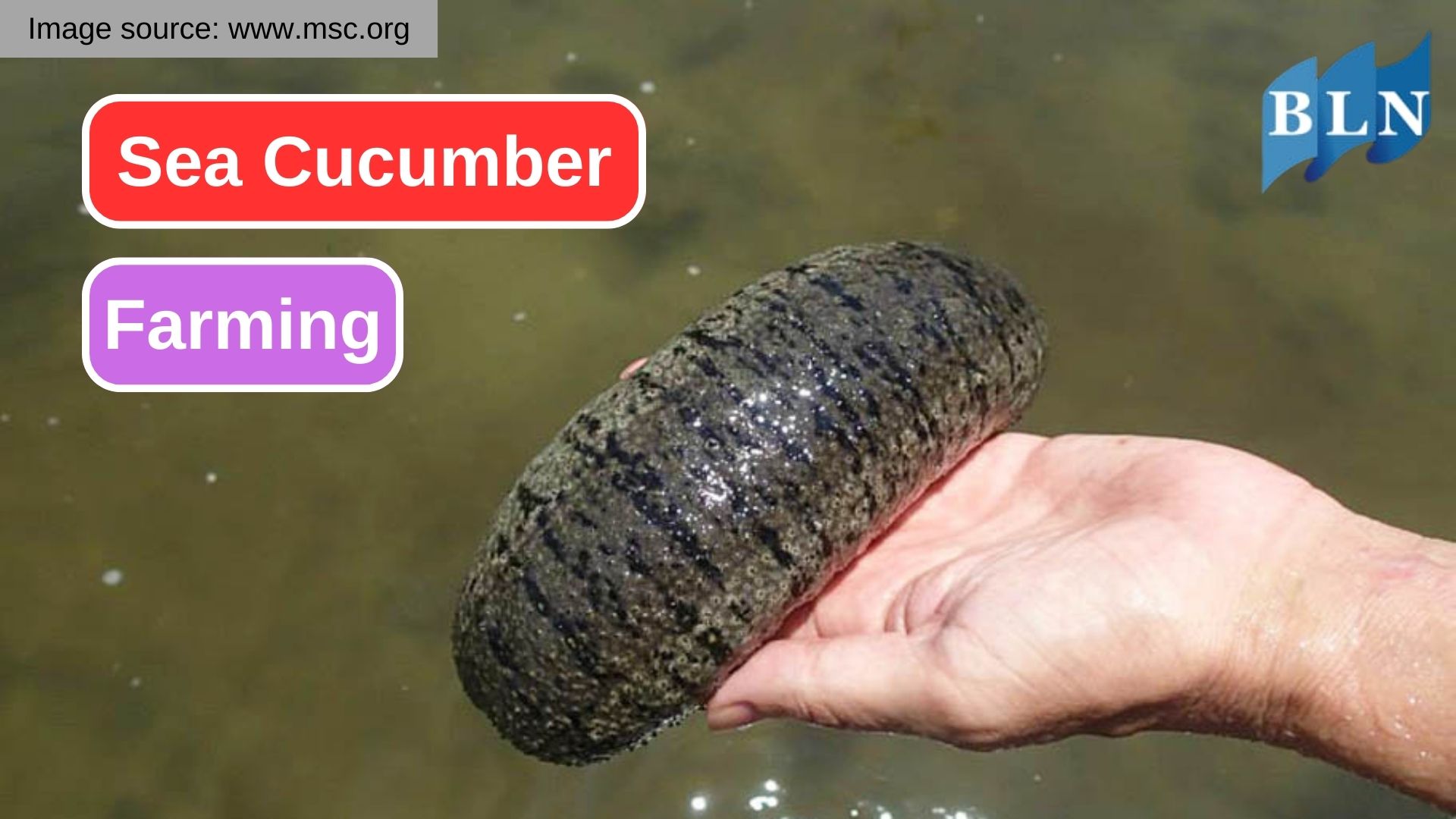 Potential Opportunities of Sea Cucumber Farming in the Seafood Industry